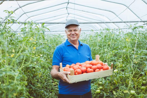 Senior,Farmer,Standing,In,Greenhouse,And,Holding,Box,Of,Organic