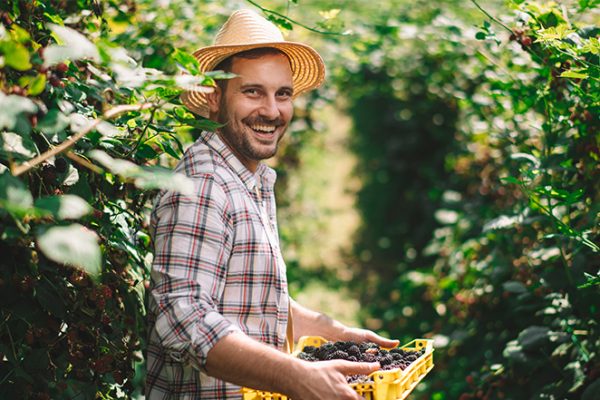 Portrait of a smiling farmer. Farmer harvesting blackberries on the field.