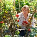 Portrait of elderly woman with harvest of tomatoes on the field. High quality photo