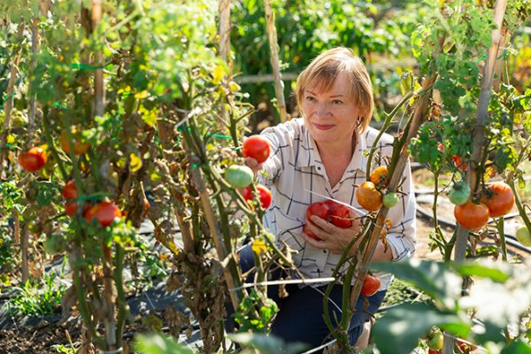 Portrait of elderly woman with harvest of tomatoes on the field. High quality photo