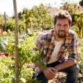 Portrait Of Man Checking Tomato Plants Growing On Allotment