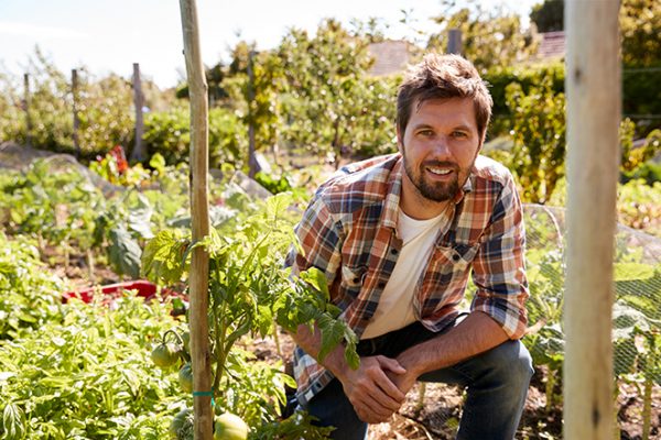 Portrait Of Man Checking Tomato Plants Growing On Allotment