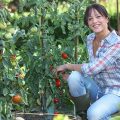 Young woman picking tomatoes